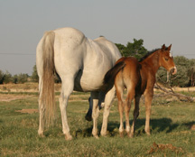 Horse June 2011